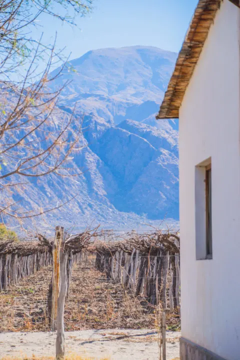 wine tasting in cafayate northern argentina vineyards