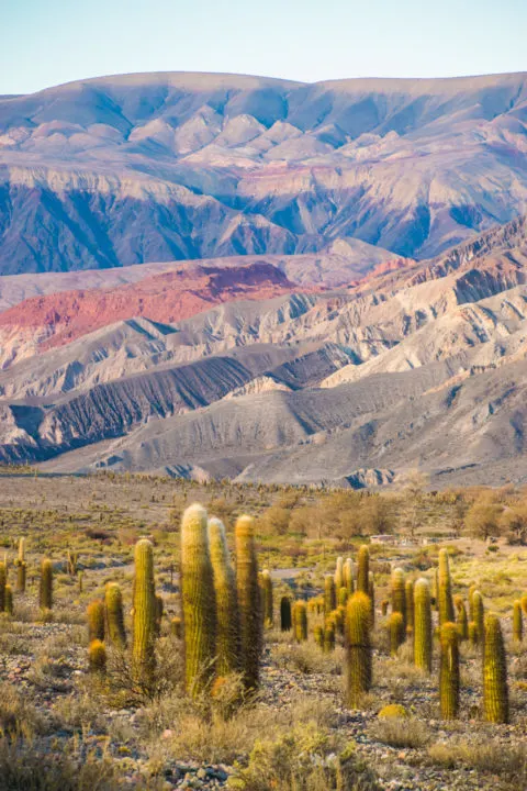 cacti and colors of the quebrada del toro / toro gorge, salta, argentina