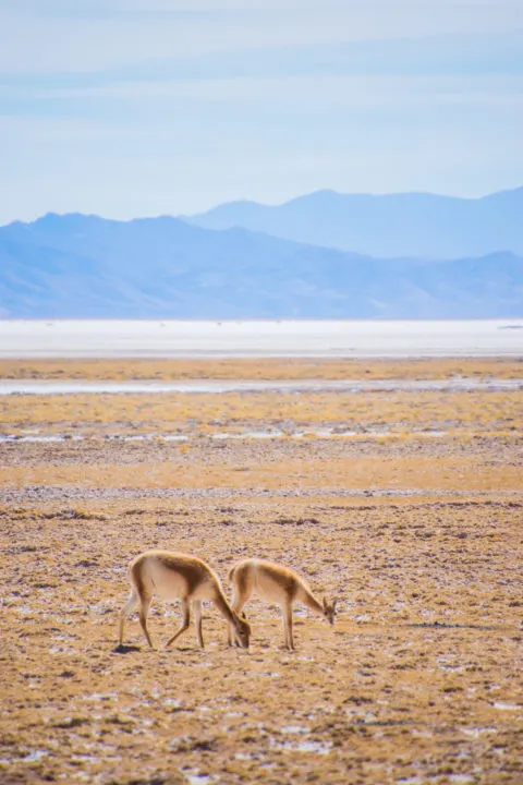 wild vicunas northern argentina