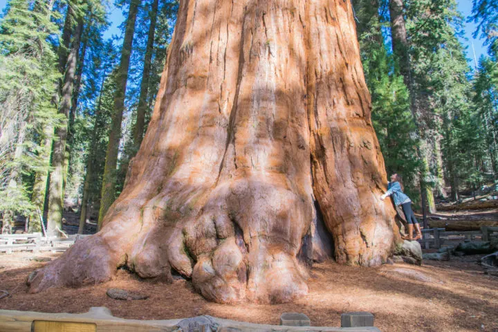 sequoia national park general sherman largest tree in the world