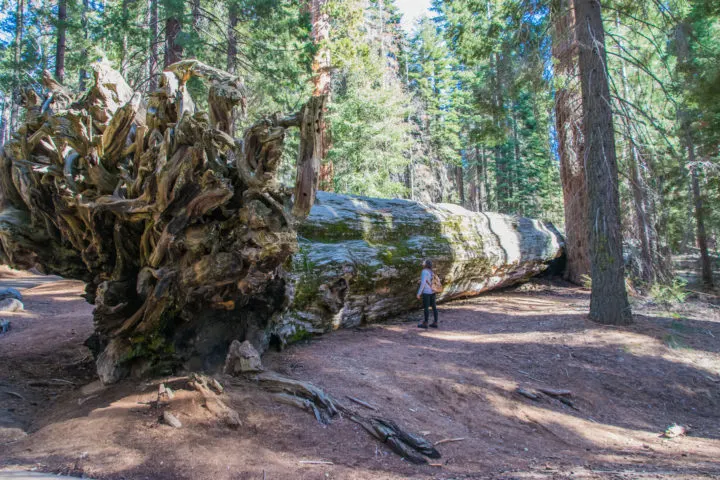 large trees sequoia national park california road trip