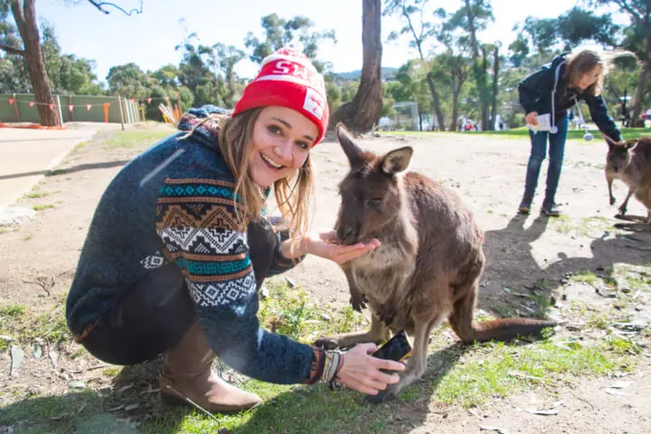 feeding kangaroo or wallaby ballarat wildlife park winter