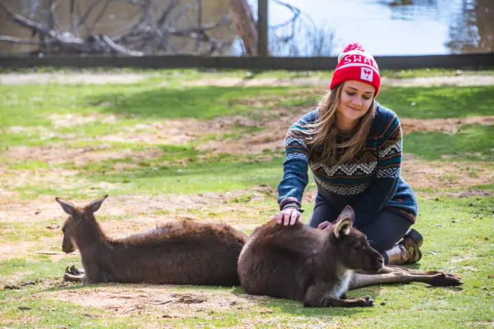 melbourne zoos play with animals fun idea for couples