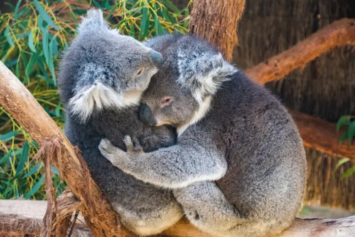 koala cuddle ballarat wildlife park things to do in ballarat australia