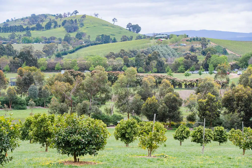 rolling hills opf the Yarra Valley Melbourne wine region