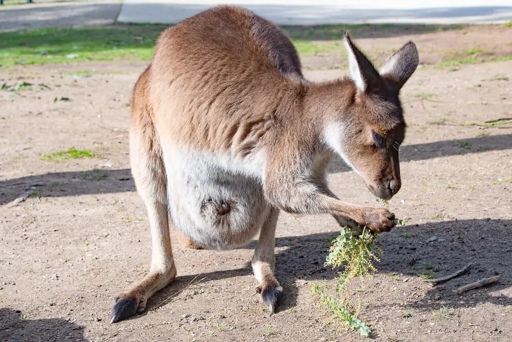 melbourne zoo kangaroo wallaby