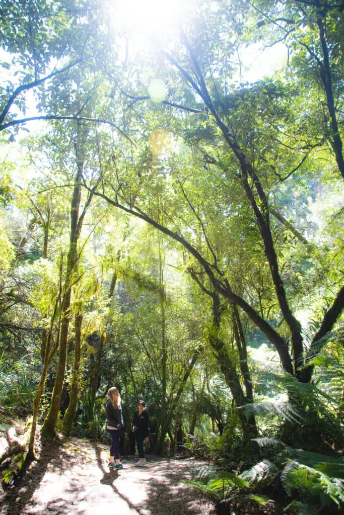 mait's rest rainforest walk