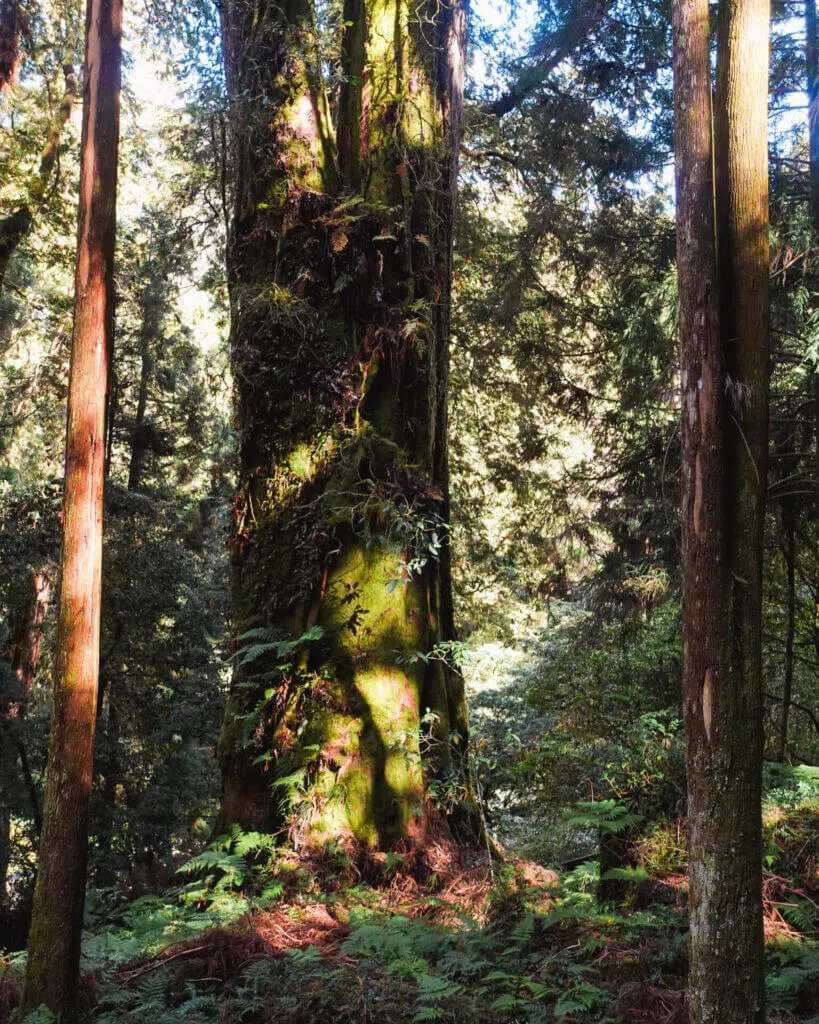 Cypress Tree at Alishan Park in Taiwan