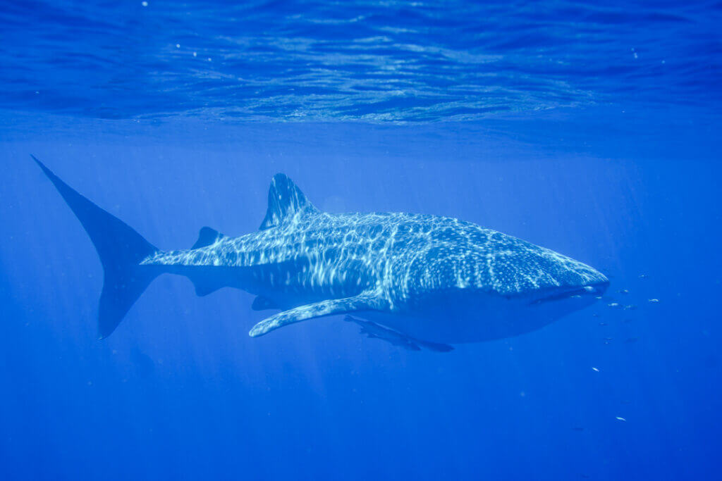 whale shark Exmouth WA