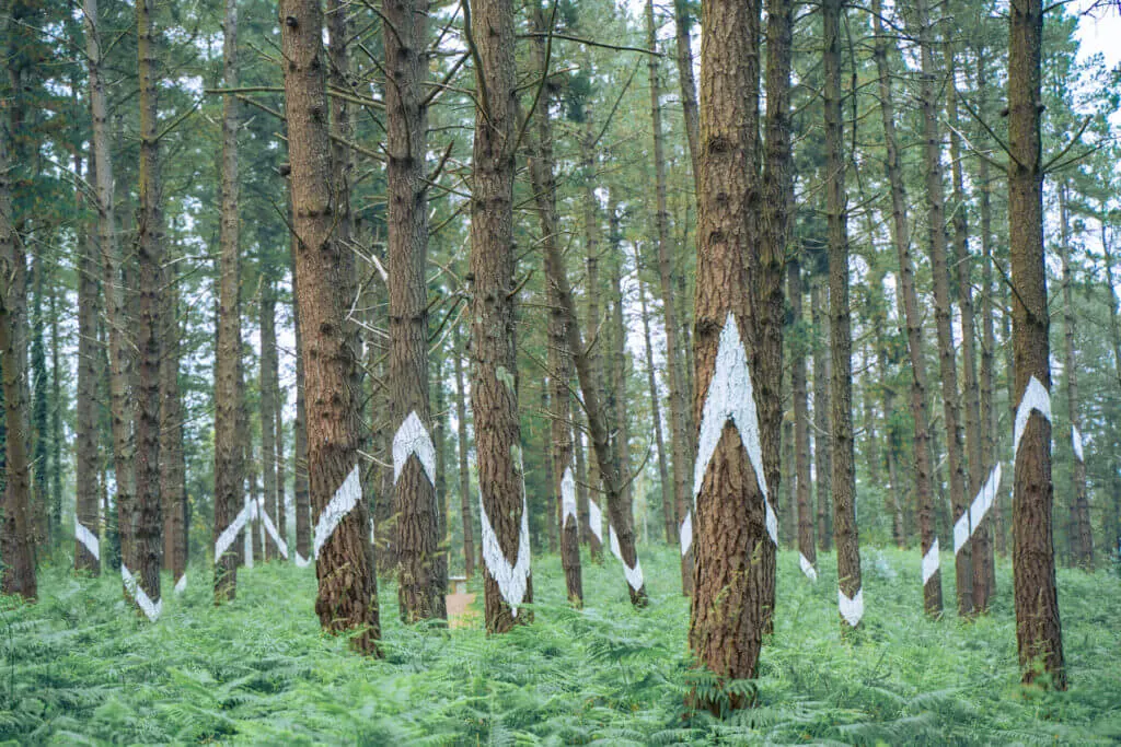 Oma forest painted forest basque spain