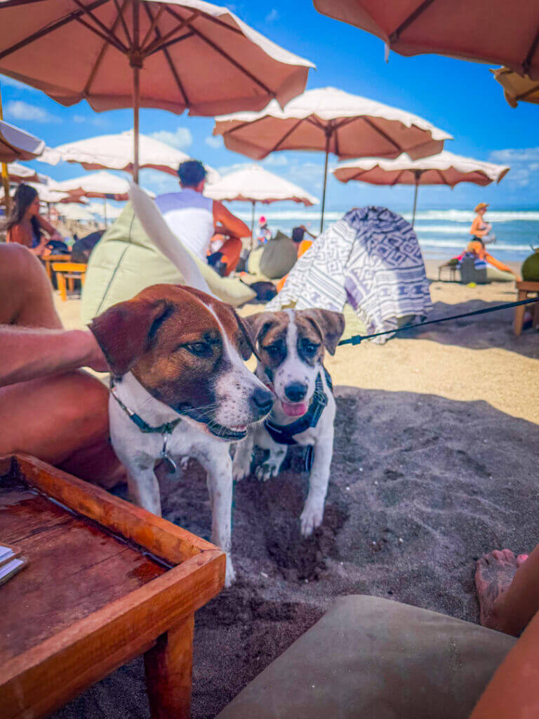 times beach warung canggu dogs 