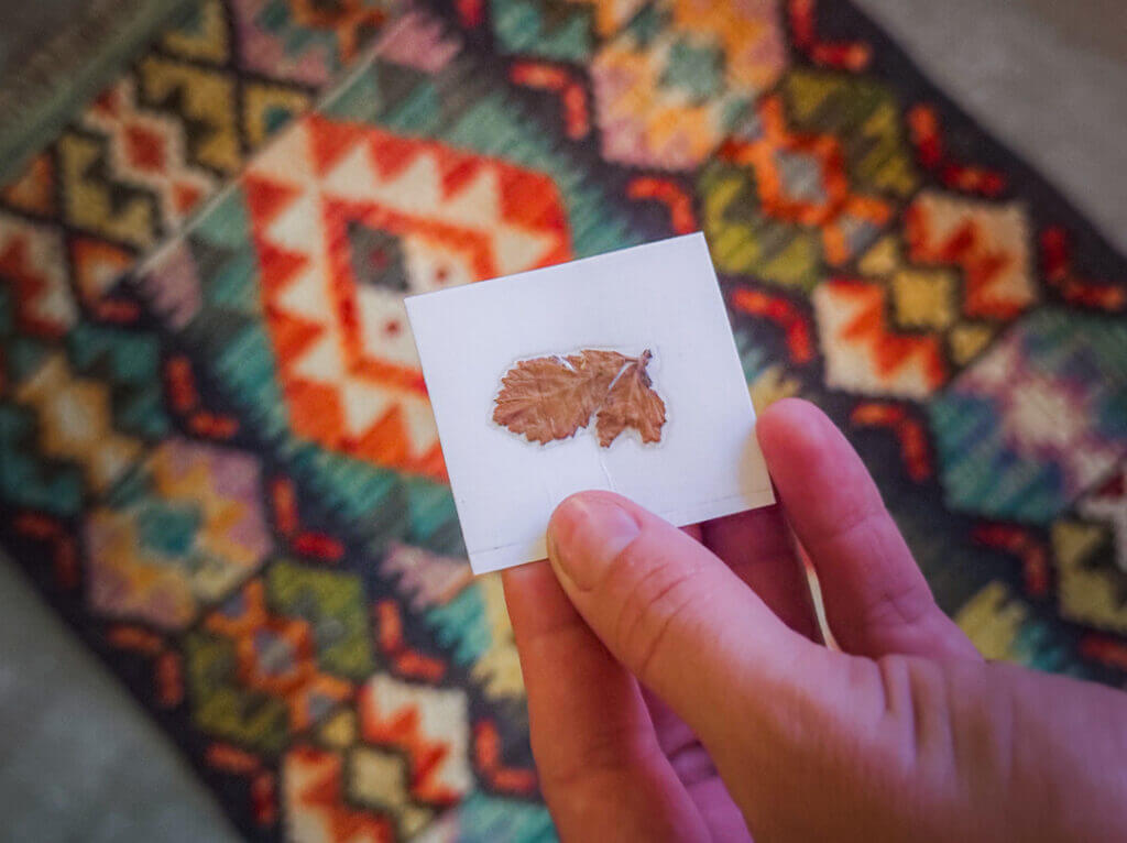 pressed clover and pakistani rug