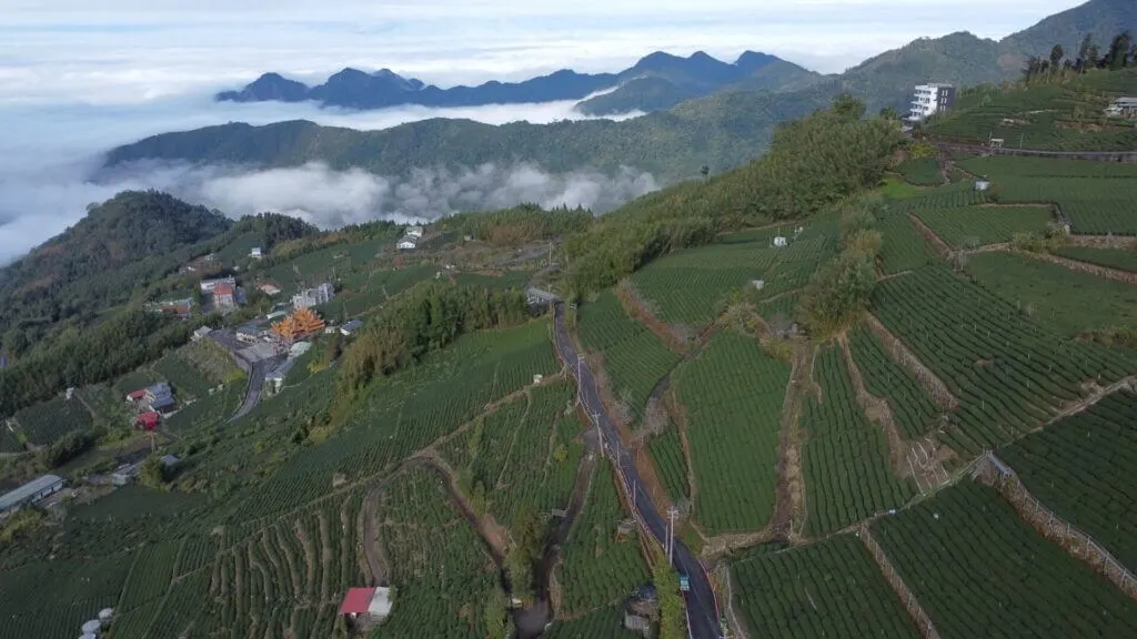 Taiwan tea fields in Fenqihu