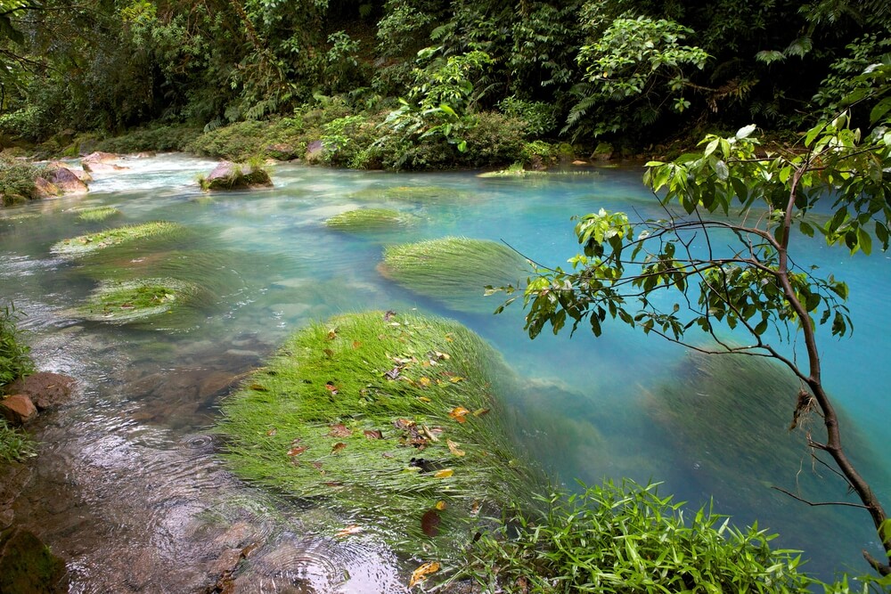 Blue river at Rio Celeste in Tenorio Park unique place to visit in costa rica