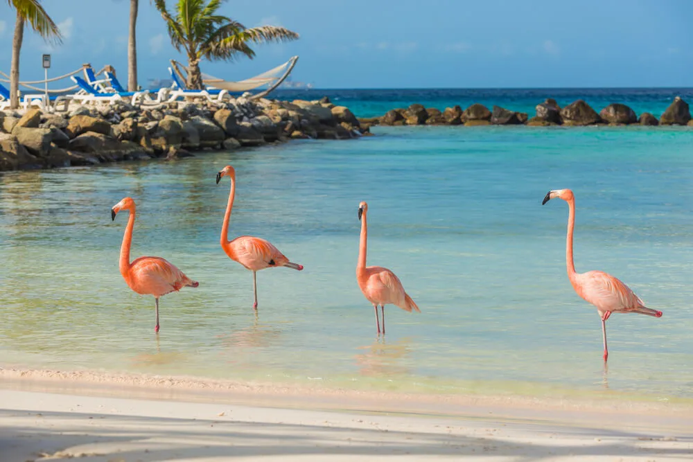 flamingos in Aruba are a must see thing to know before visiting