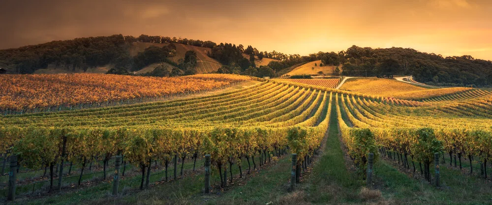 Best Winery Restaurants Barossa Valley