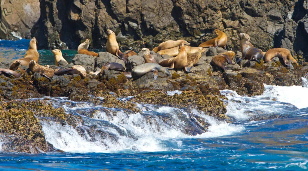 Santa Barbara hidden gems, the Channel Islands National Park