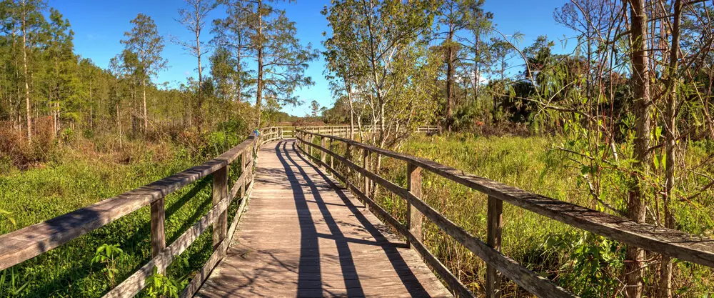 Corkscrew Swamp Sanctuary Boardwalk Trails adventurous Naples attractions