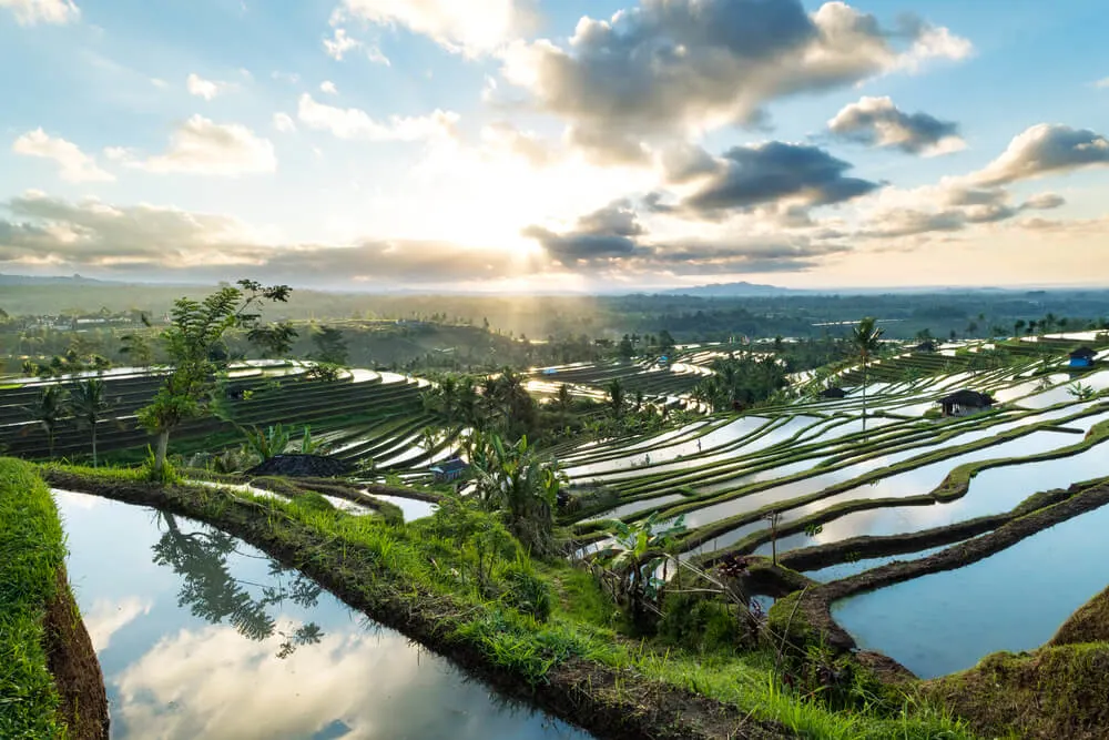 Jatiluwih Rice Terraces Bali