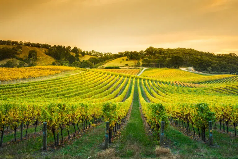 winery restaurants in adelaude hills mclaren vale barossa valley