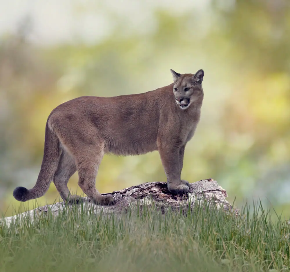 Florida Panther National Wildlife Refuge