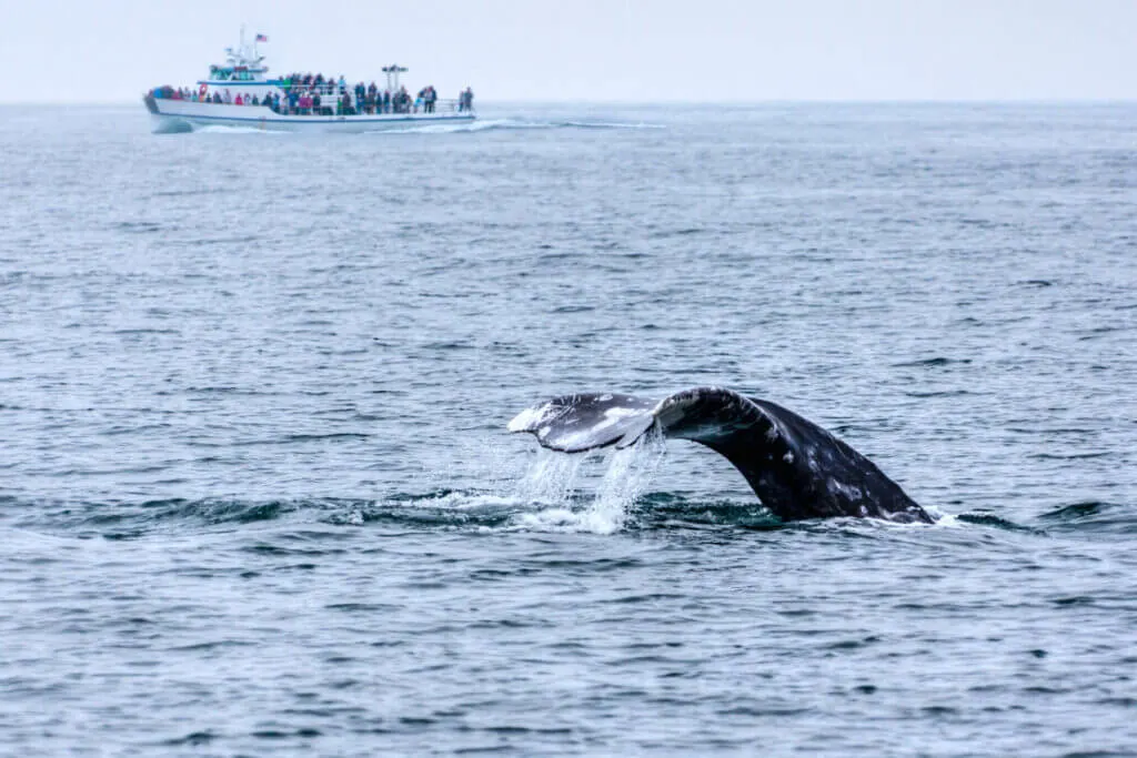 cool date idea in San Diego, go whale watching