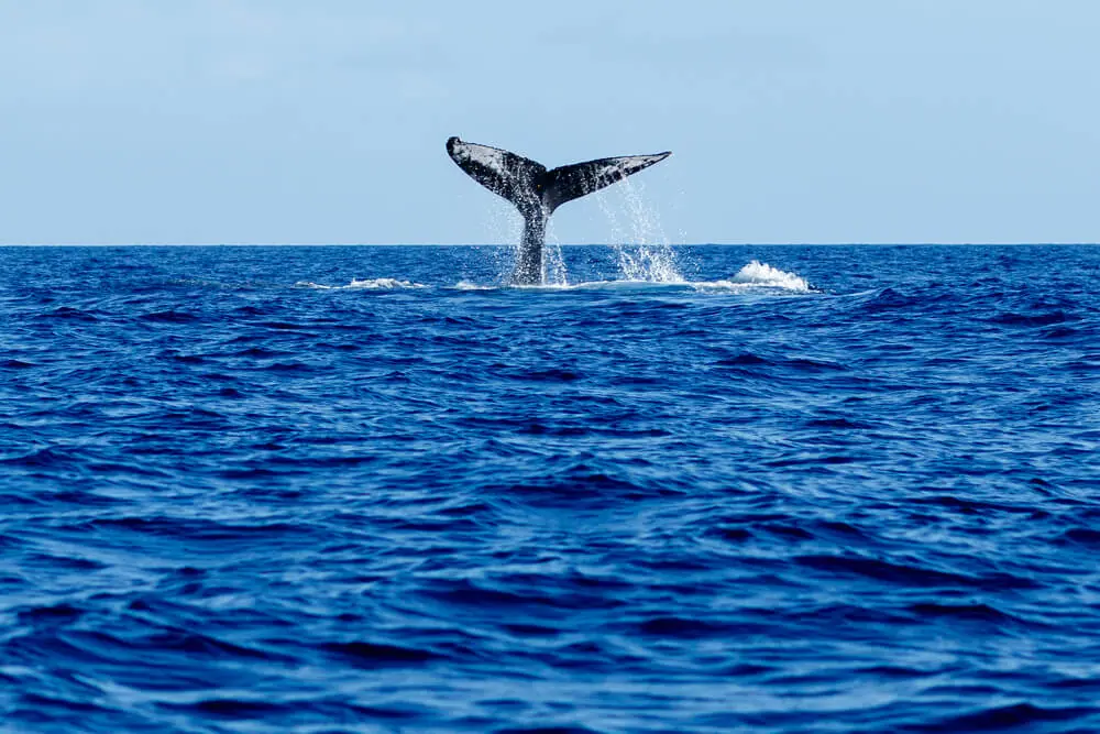 Whale watching in Maui