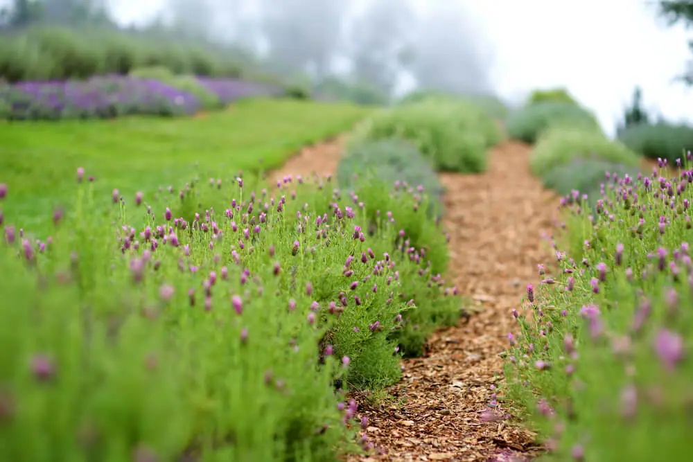 Ali’i Kula Lavender Farm