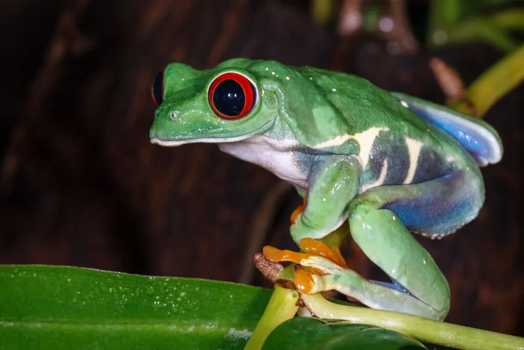 Come spot some frogs after dark as an unusual thing to do in Costa Rica