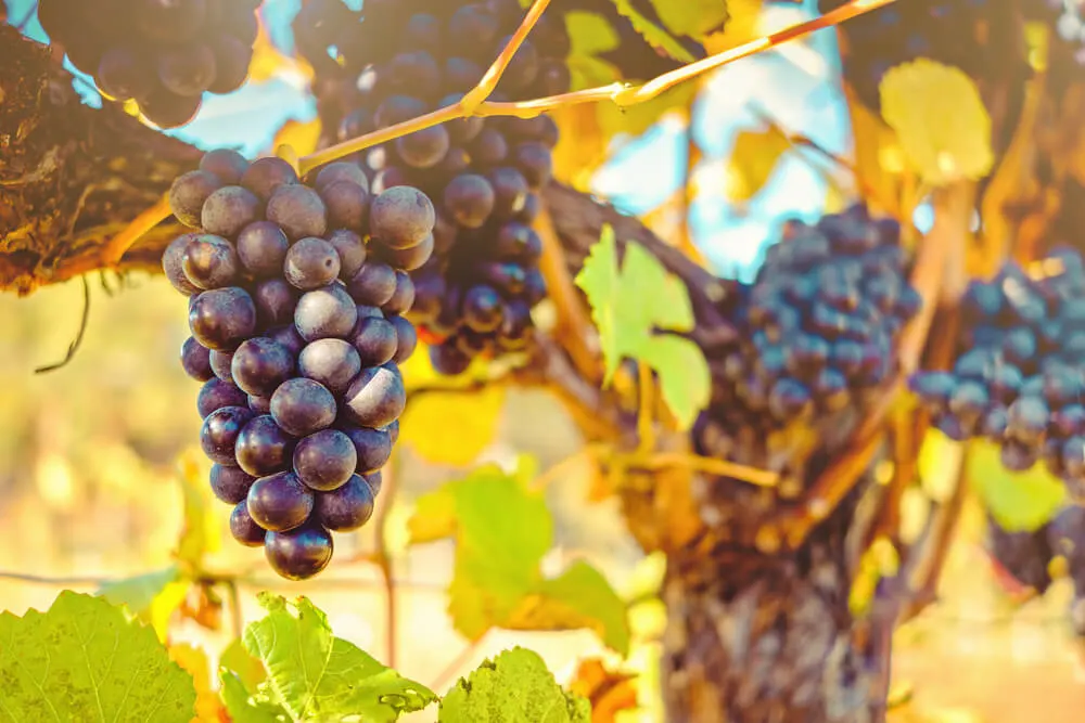 Adelaide winery restaurants - adelaide hills grapes in autumn