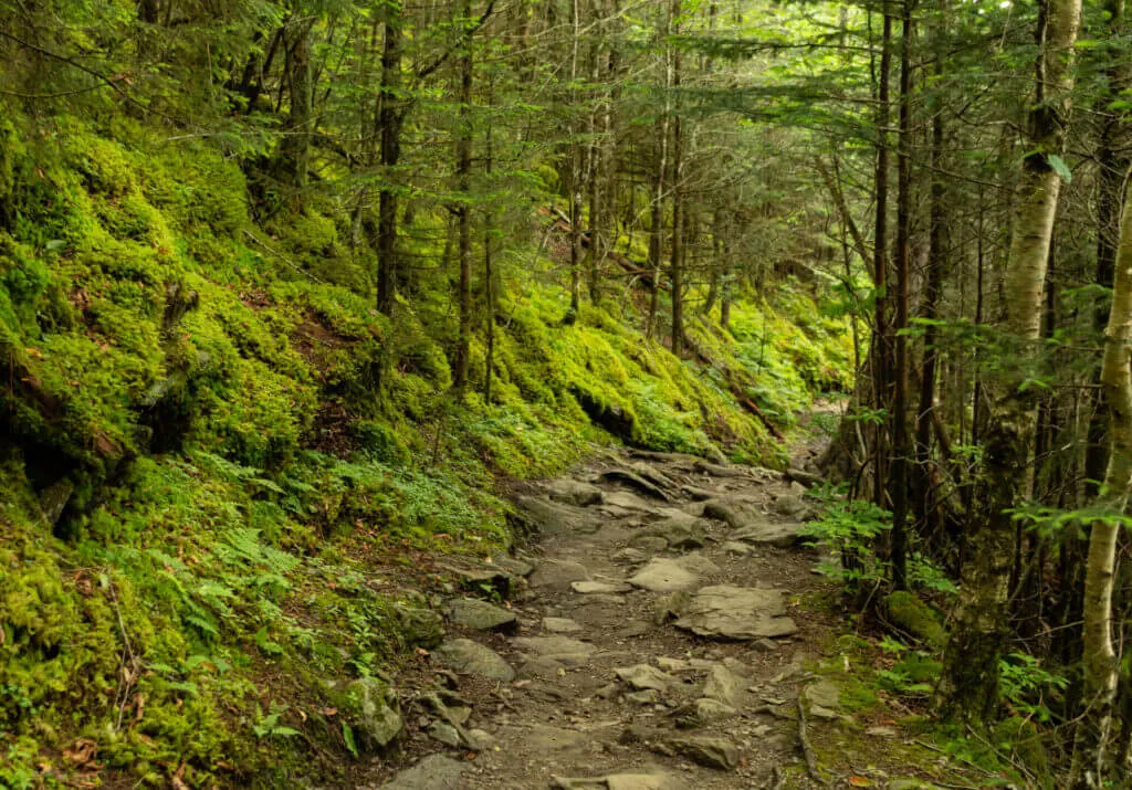 a stone covered trail hiking trail in the Smokey Mountain National Park one of the most fun things to do for couples in Gatlinburg
