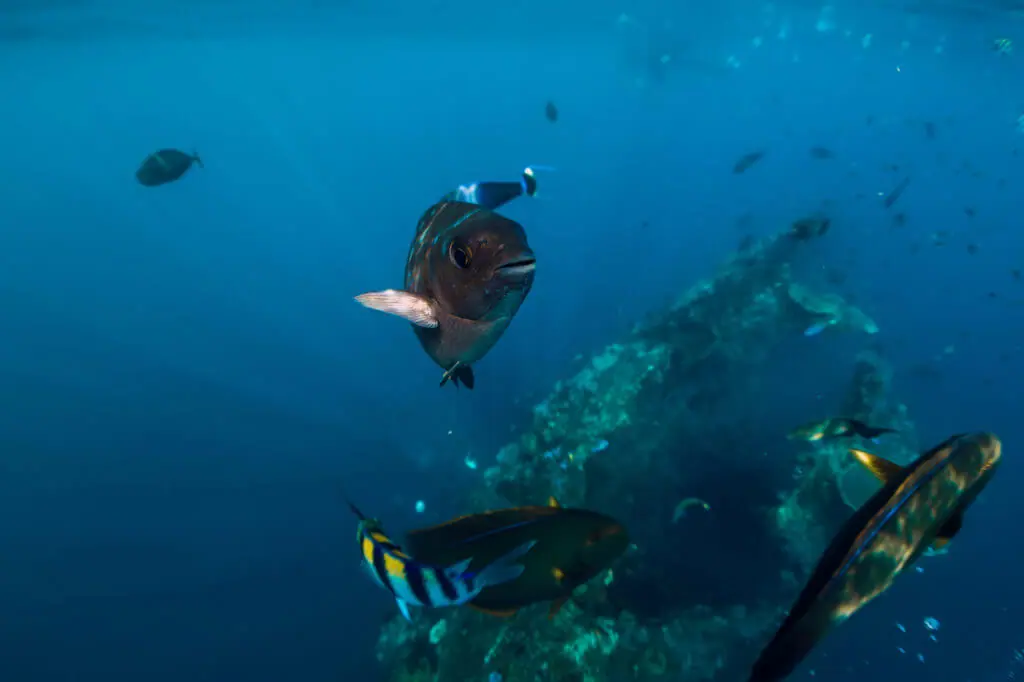 Fish swimming above Japanese Wreck Amed Bali Snorkeling
