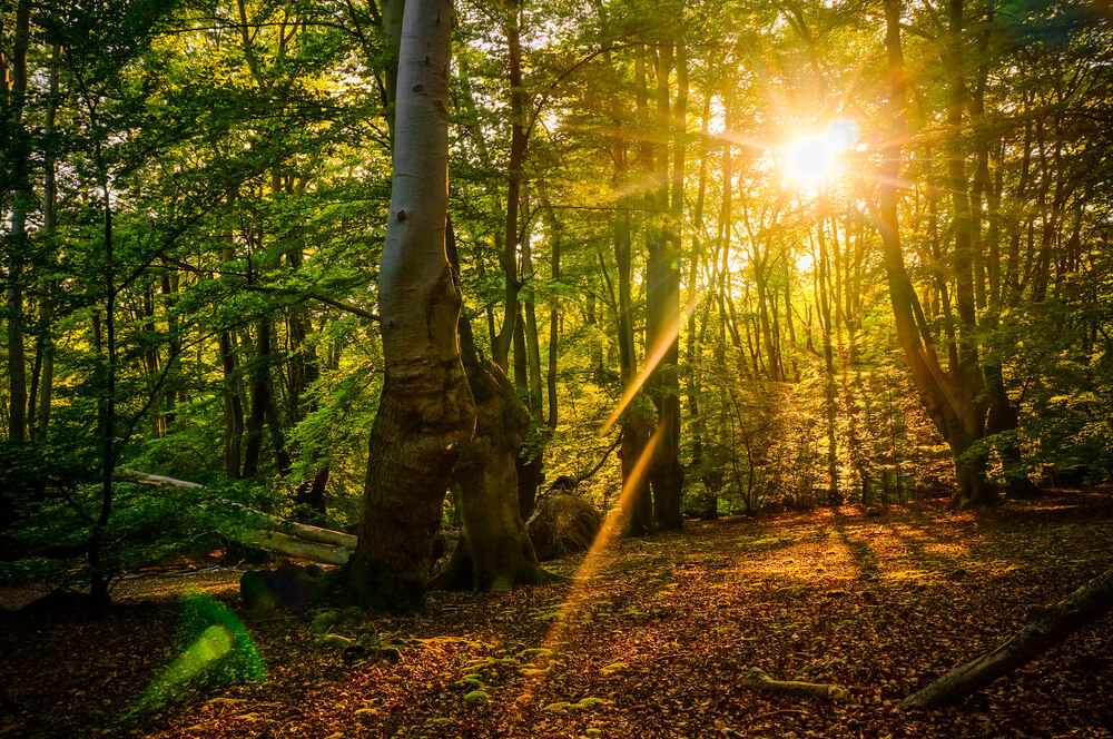 Epping forest as one of the most haunted places in London