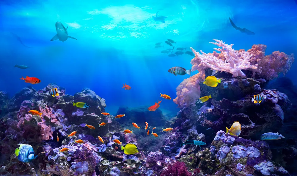 scuba diving and snorkeling in fiji things to do 