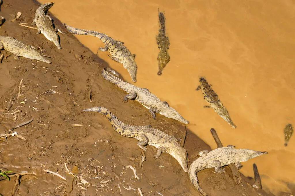 View of crocodiles from above the Tarcoles River Bridge