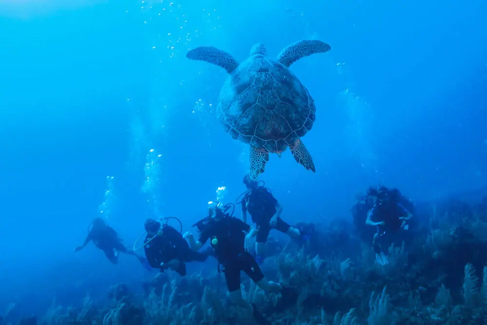 Scuba diving in Cozumel with turtles