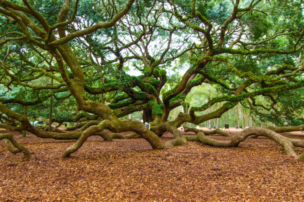 The famous Angel Oak on John's Island South Carolina