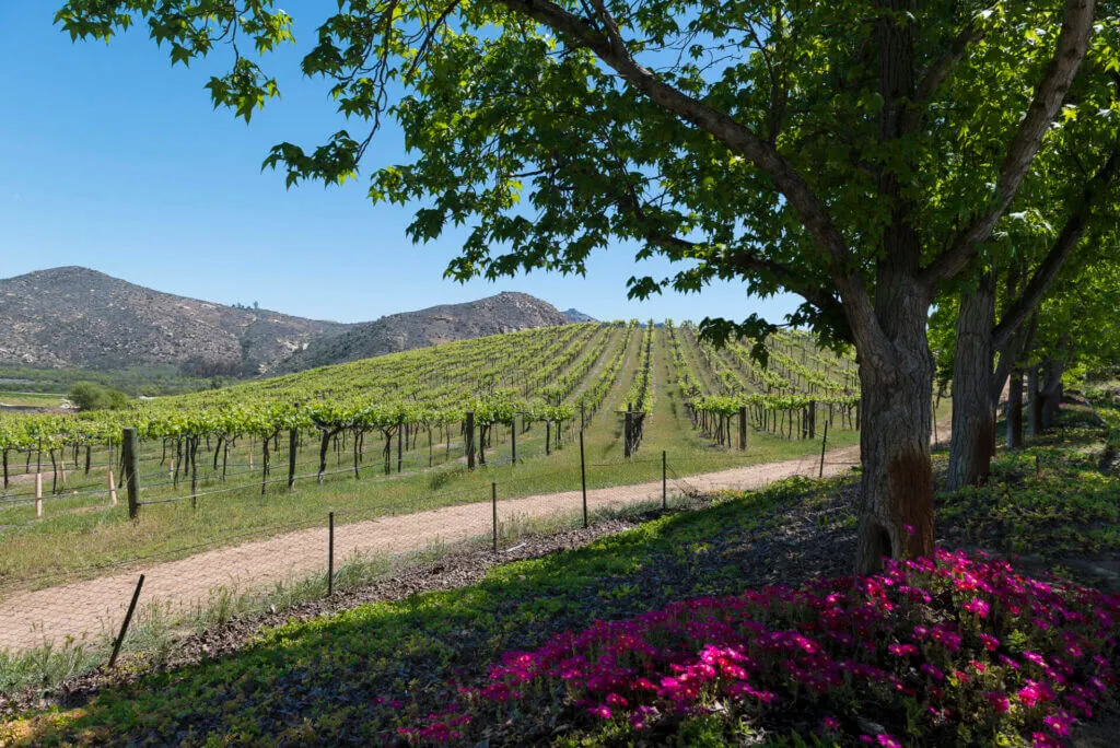 San Diego Wine vineyards, great idea for couples date ideas in San Diego
