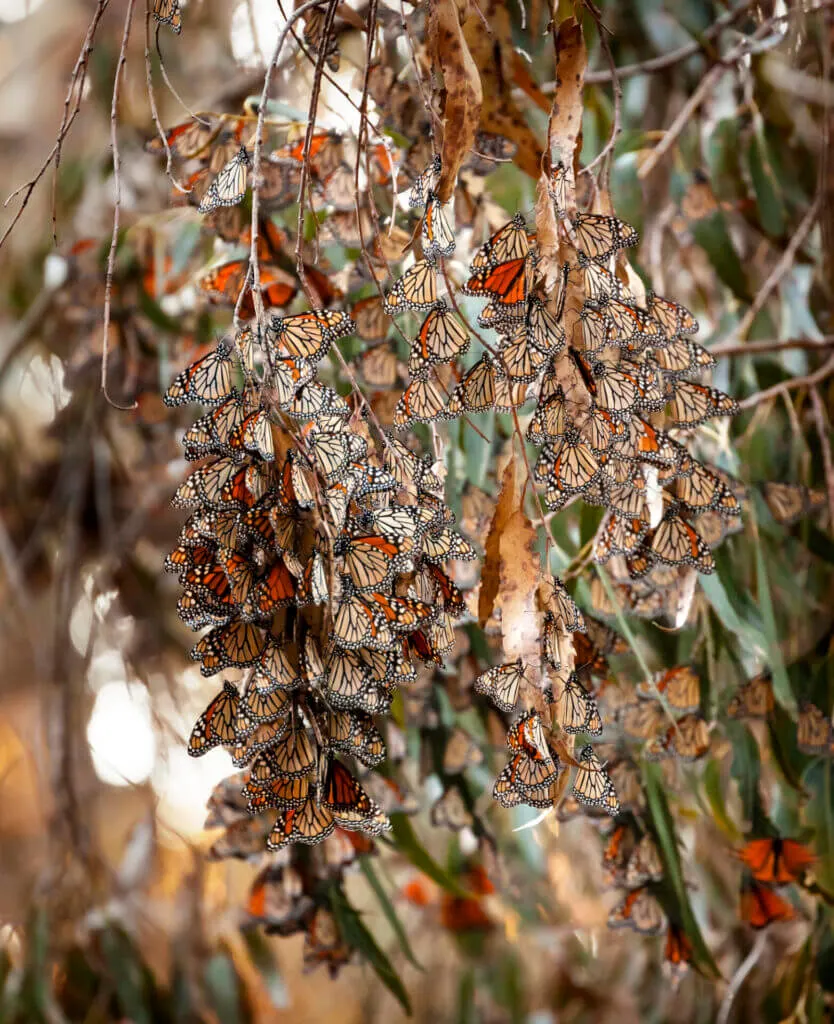 Santa Barbara hidden gem monarch colony at Ellwood Mesa grove