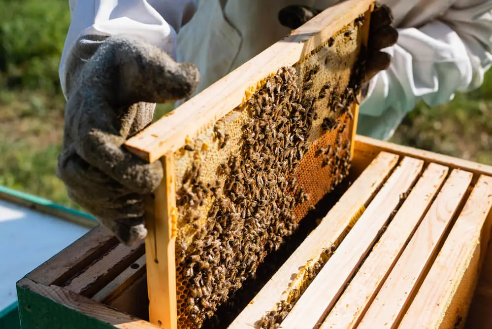 Maui Honey bee sanctuary learn about hooney making and bees as a unique Maui activity
