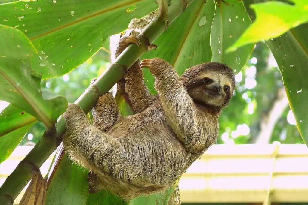Baby sloth in Puerto Viejo, Costa Rica 
