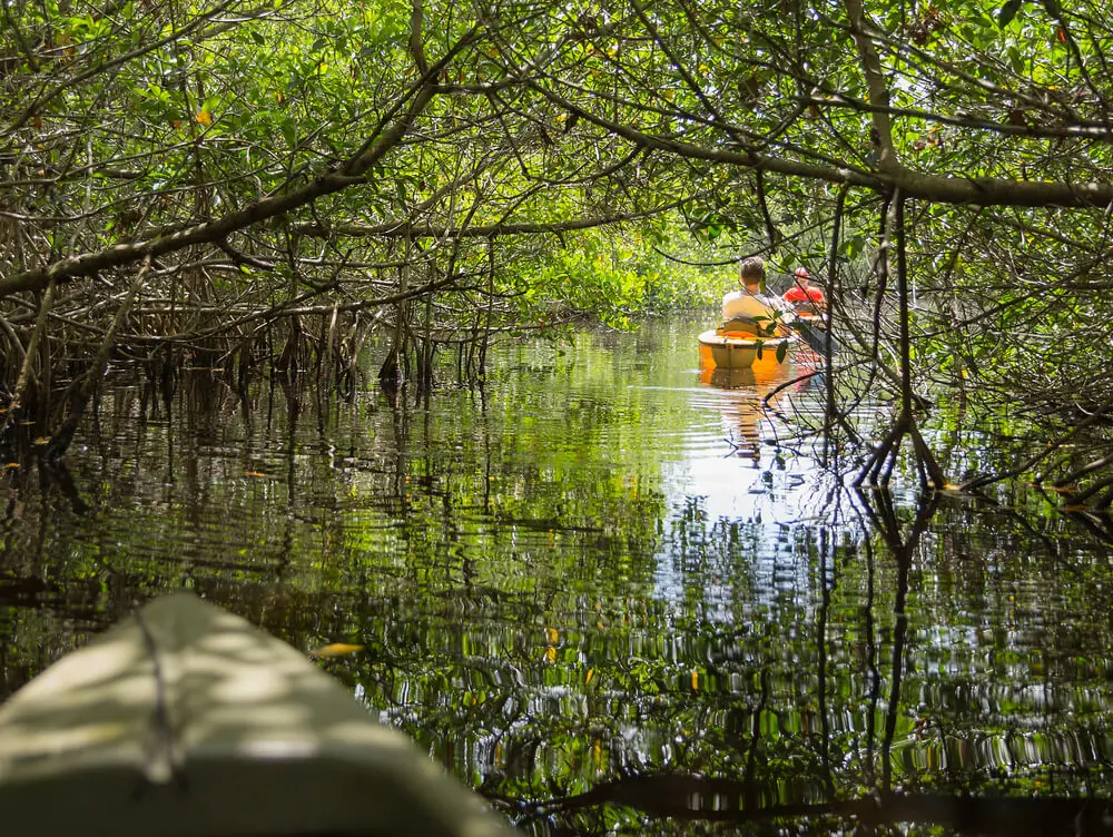 Kayaking in the Mangroves of the Everglades is one of the best things to do in Naples Florida
