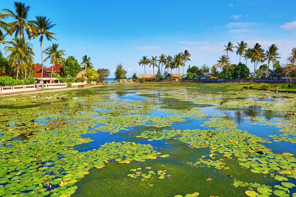 Candidasa Lotus lagoon Bali
