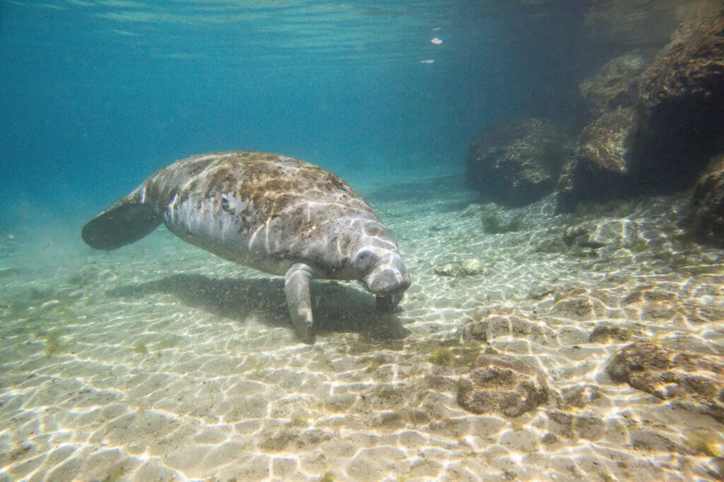 Florida Crystal River manatee under the water, one of the places to go kayak fishing