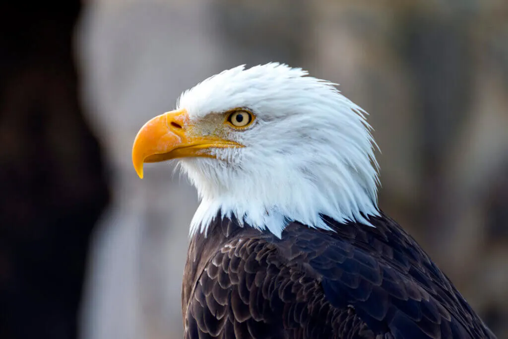 Eagles at the World Bird Sanctuary