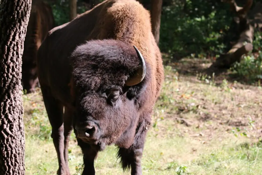 most unique things to do in St Louis visit the bison and elk and Lone Elk Park
