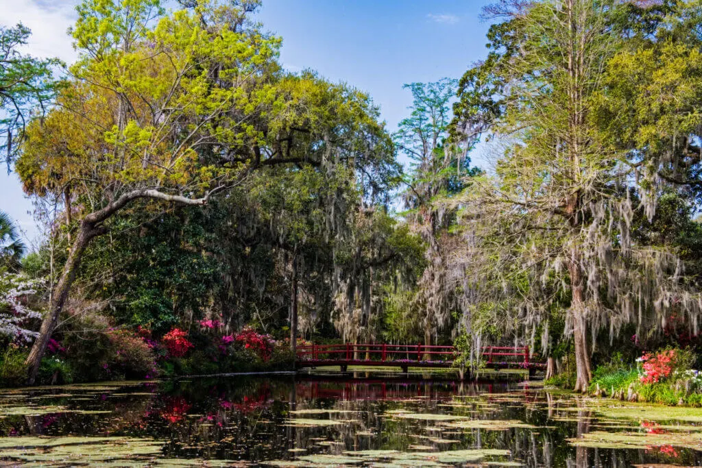 a swamp with willow trees in the background on a sunny day at the Magnolia Plantation in Charleston South Carolina