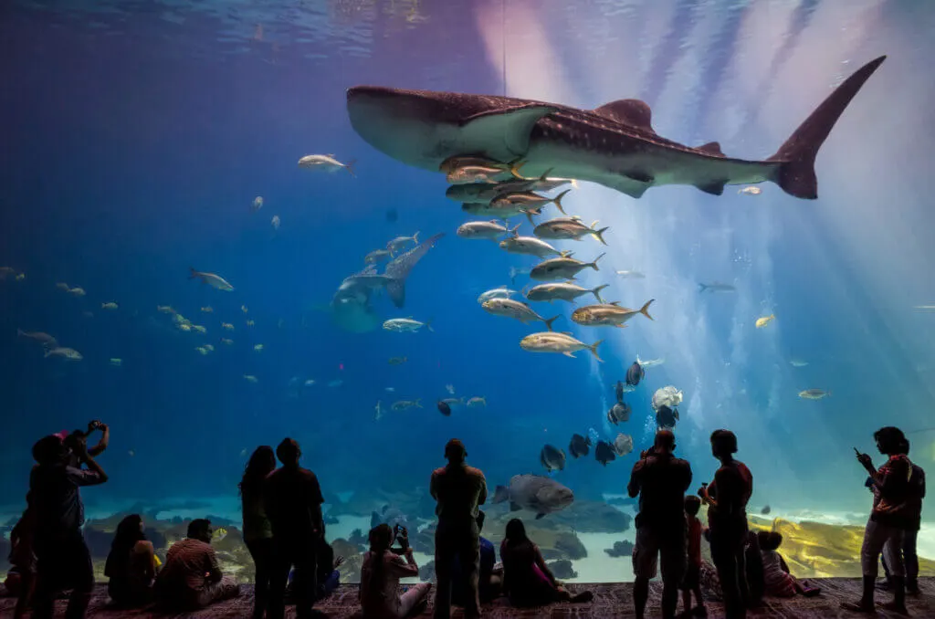 Georgia Aquarium one of the fun things to do in Atlanta for couples