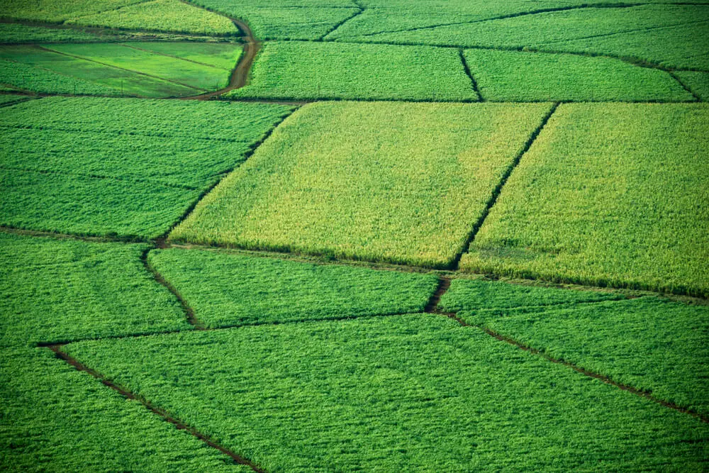Maui sugarcane fields from above - maui sugar museum