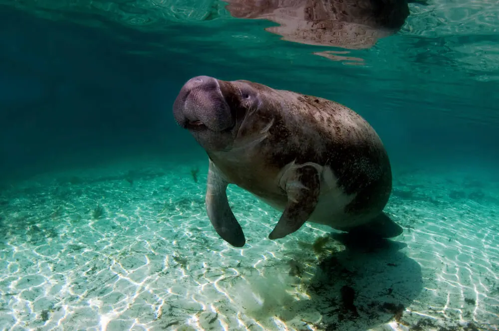 a Manatee Tour is one of the most unique things to do in Naples Florida